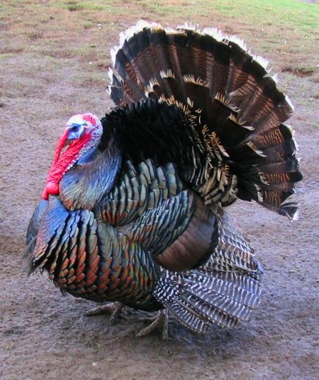 Turkey Turkey Bird Fowl Bird Wild Turkeys